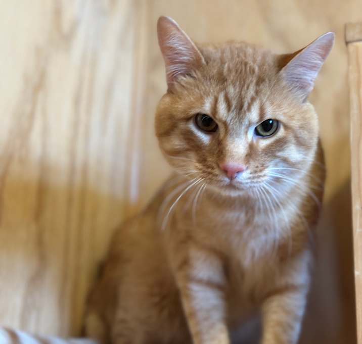 Photo of Chairman Meow