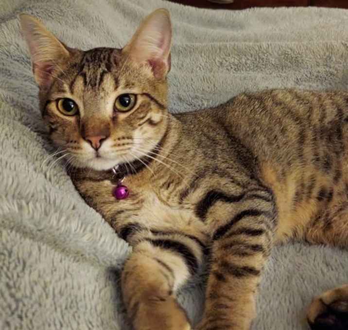 Photo of Neekoe