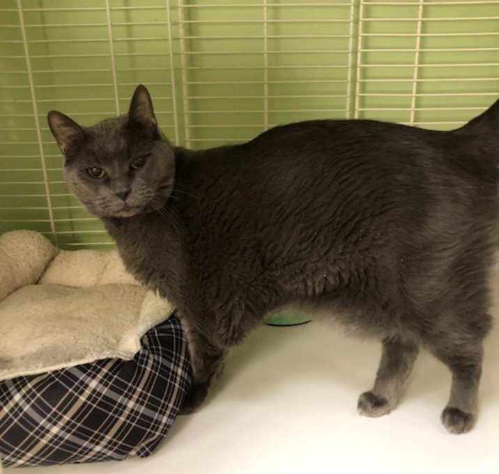 Photo of Smokey