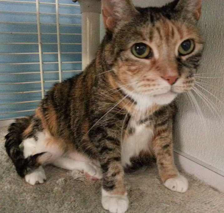 Photo of Josie