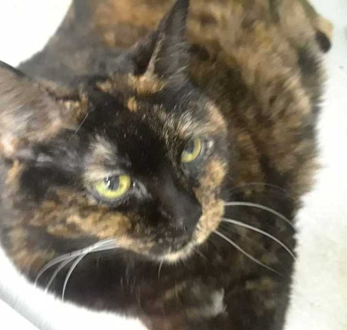 Photo of Cinnabon