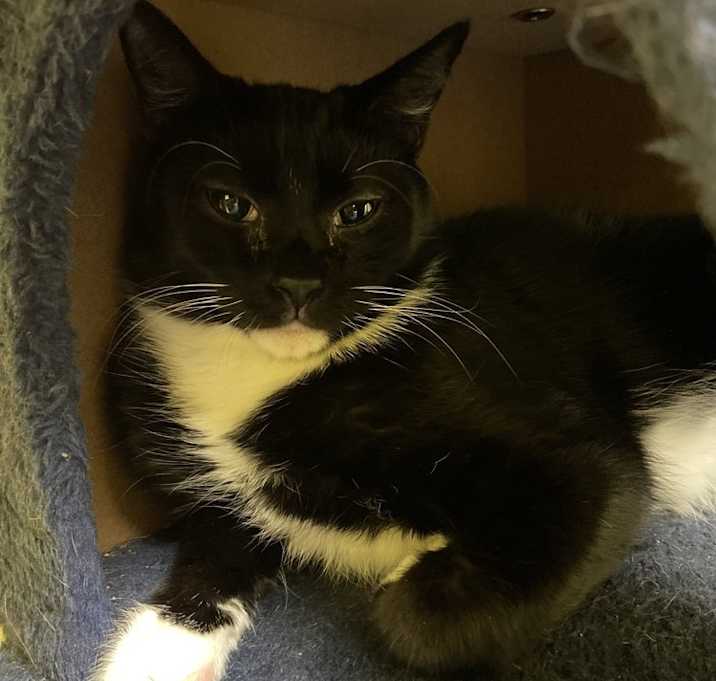 Photo of Peanut