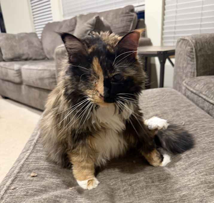 Photo of Mocha