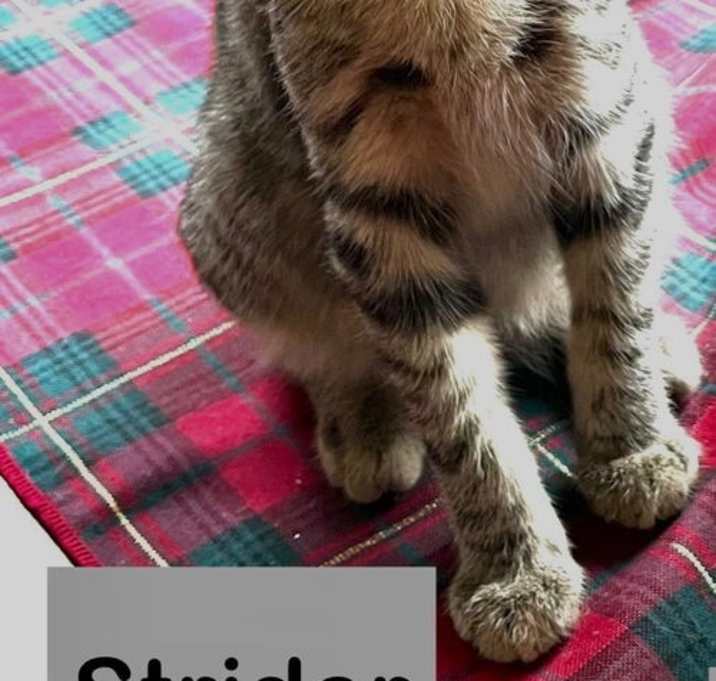 Photo of Strider