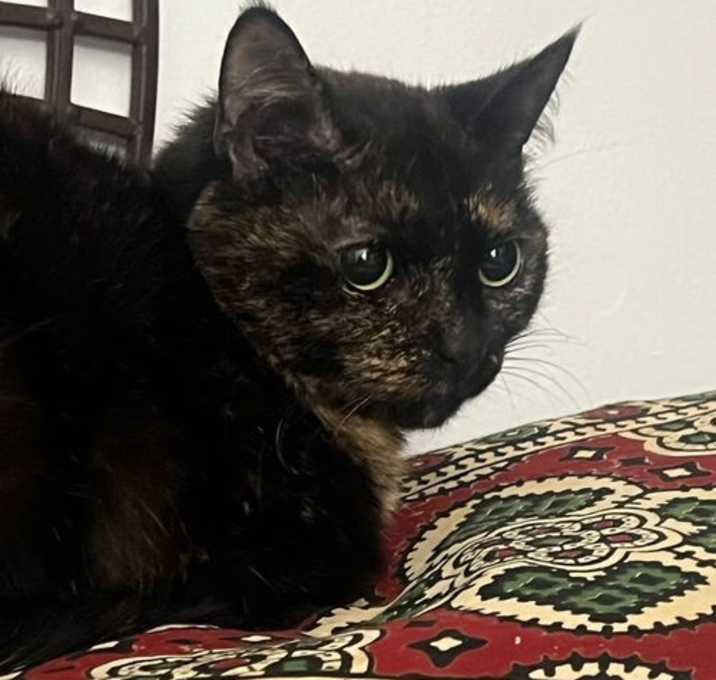 Photo of Stardust