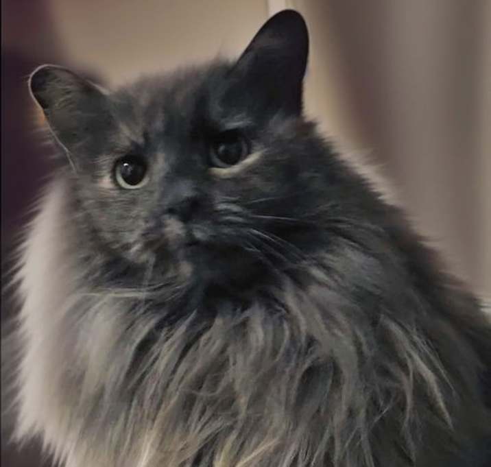 Photo of ANGORA
