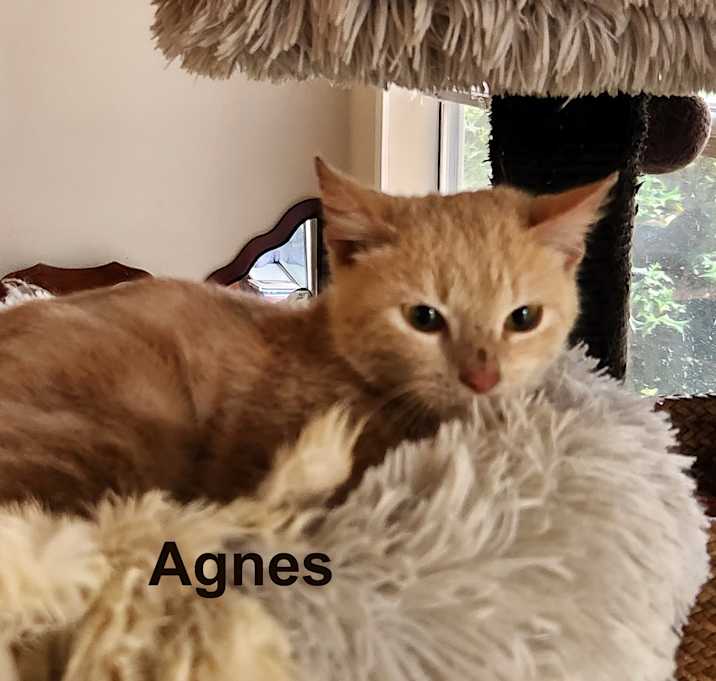 Photo of Blondie