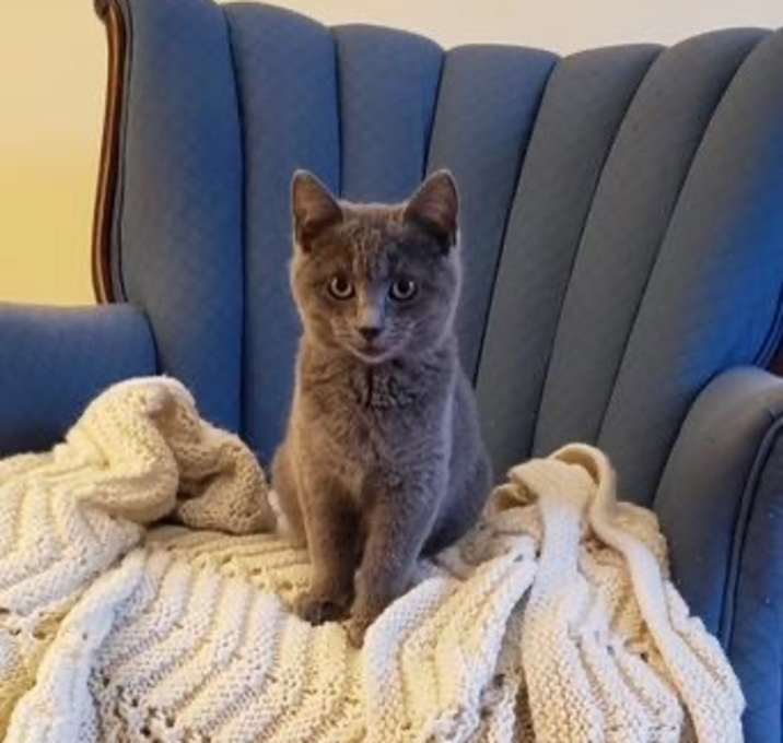Photo of Olive