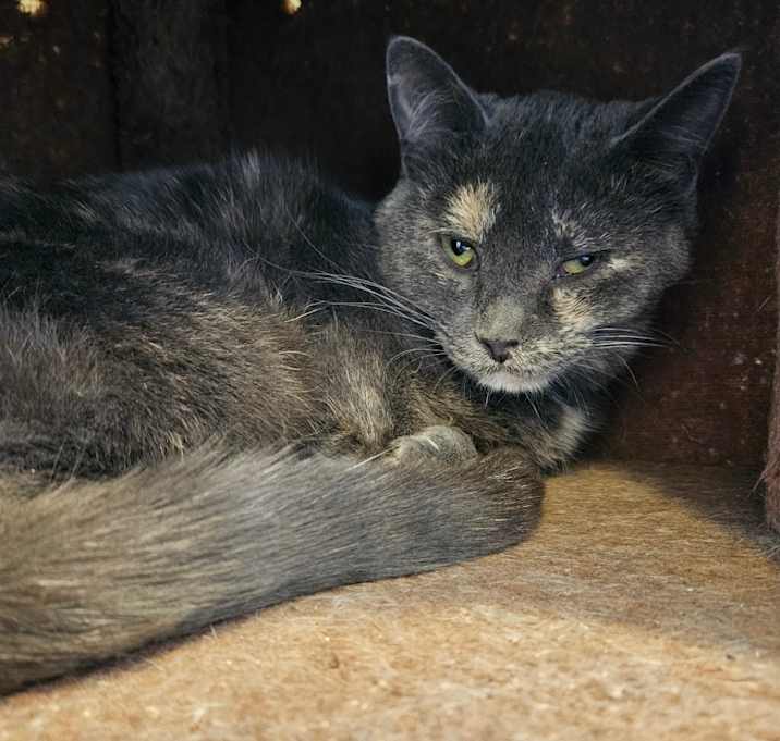 Photo of 24-070/Kitty
