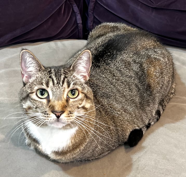 Photo of Lady Eddie