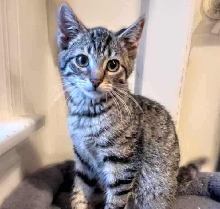 Photo of Merlin