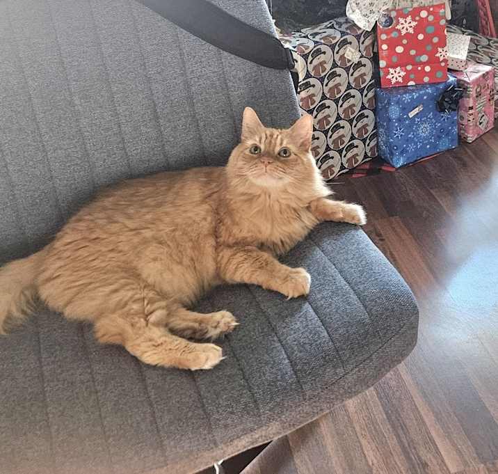 Photo of Scotch