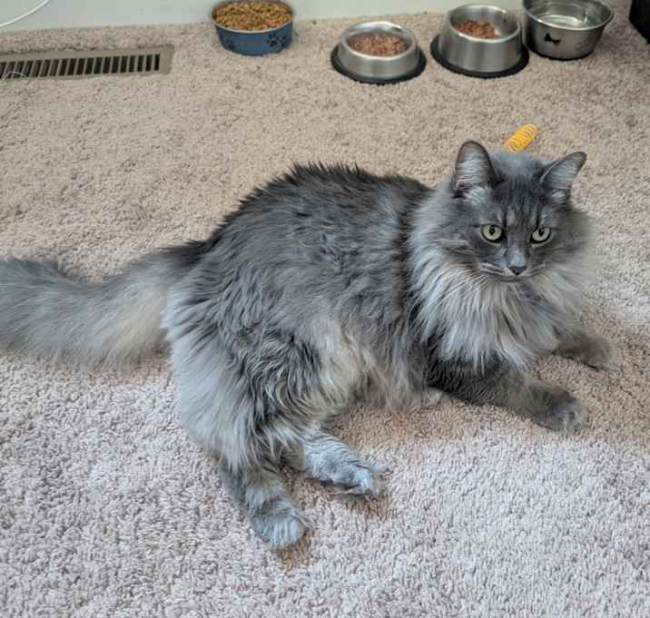 Photo of Dolce Vita Valentina