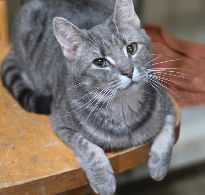 Photo of Serafina