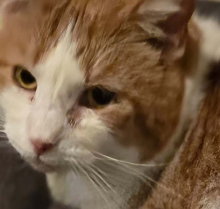 Photo of Whiskers