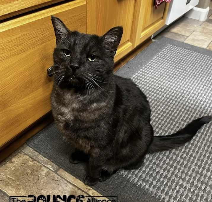 Photo of Smokey