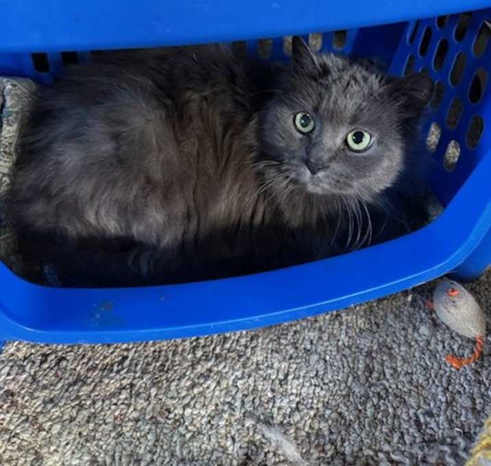 Photo of Scarlet