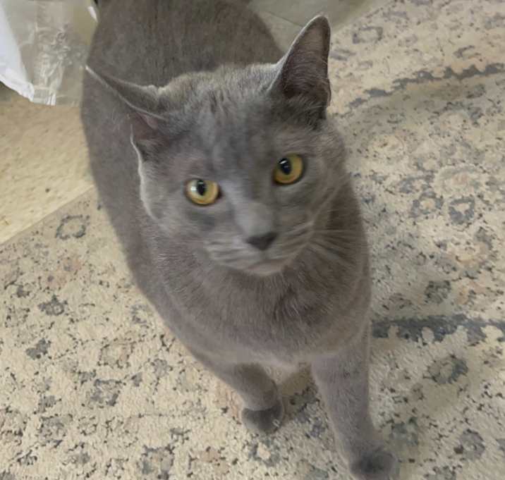 Photo of BANDIT