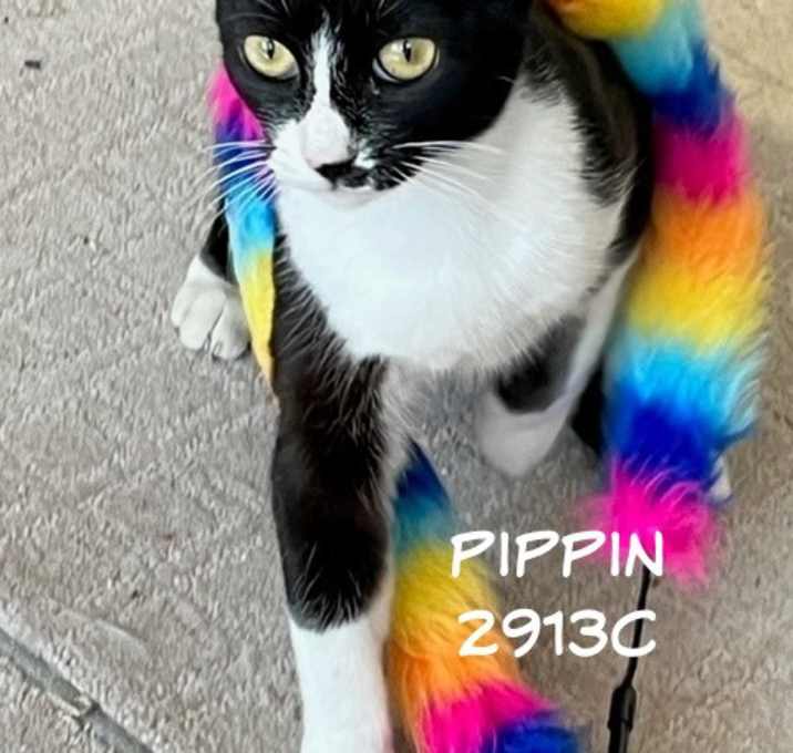 Photo of Pippin