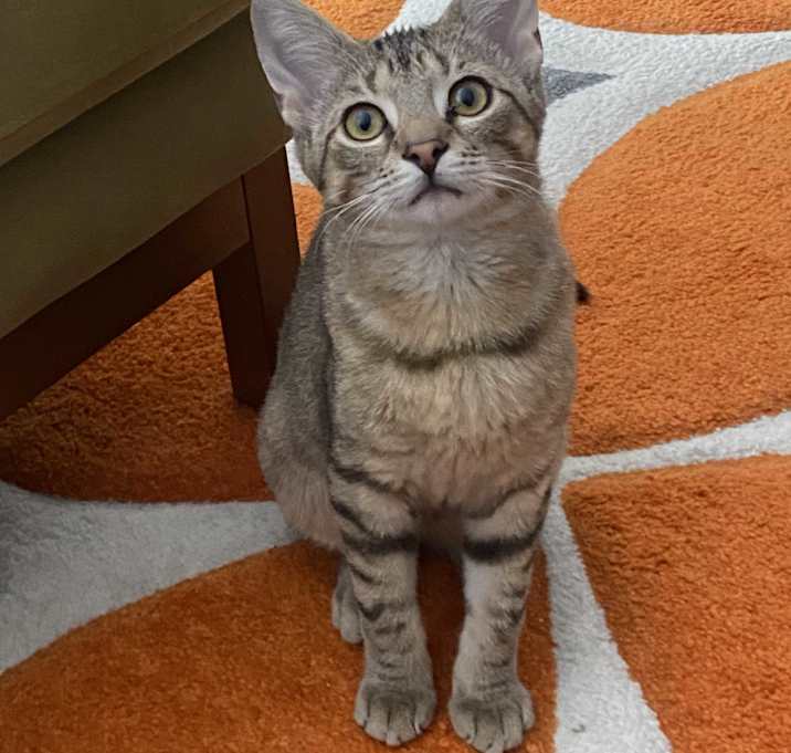 Photo of Opie