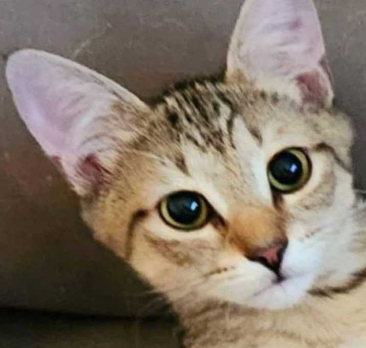 Photo of Ron