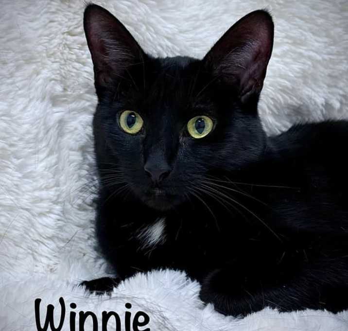 Photo of Winnie