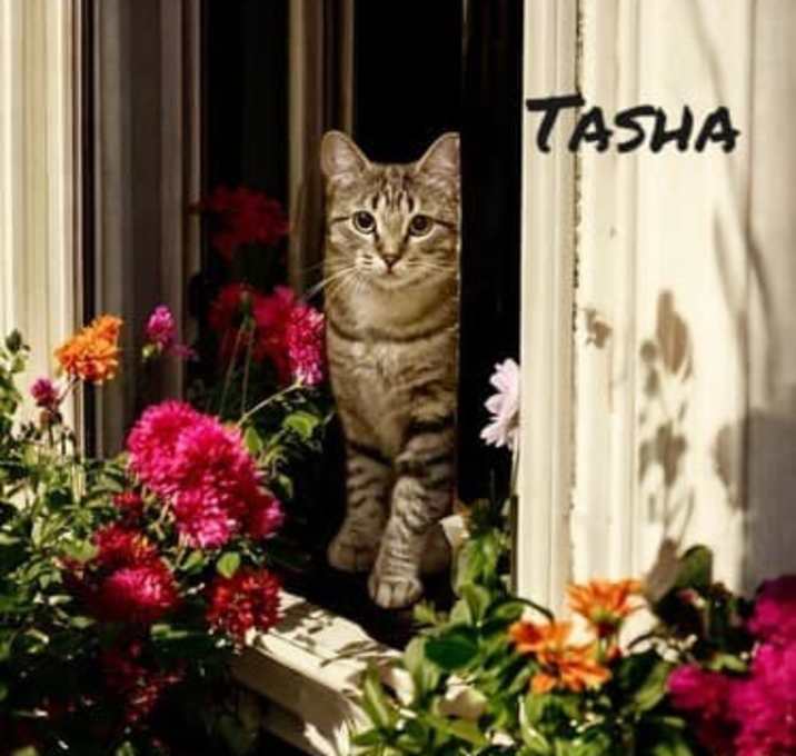 Photo of Tasha