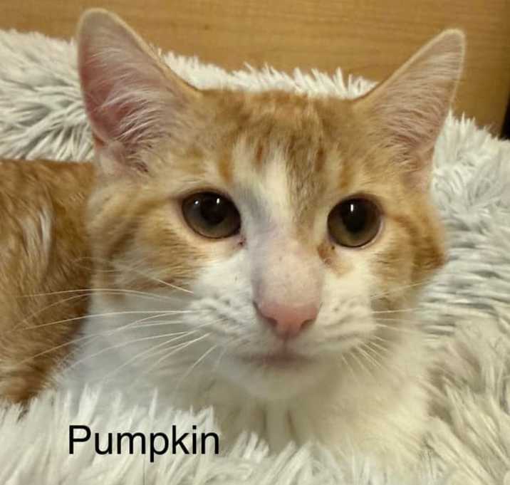 Photo of Pumpkin