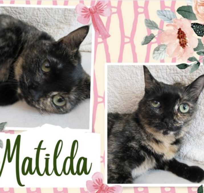 Photo of Matilda