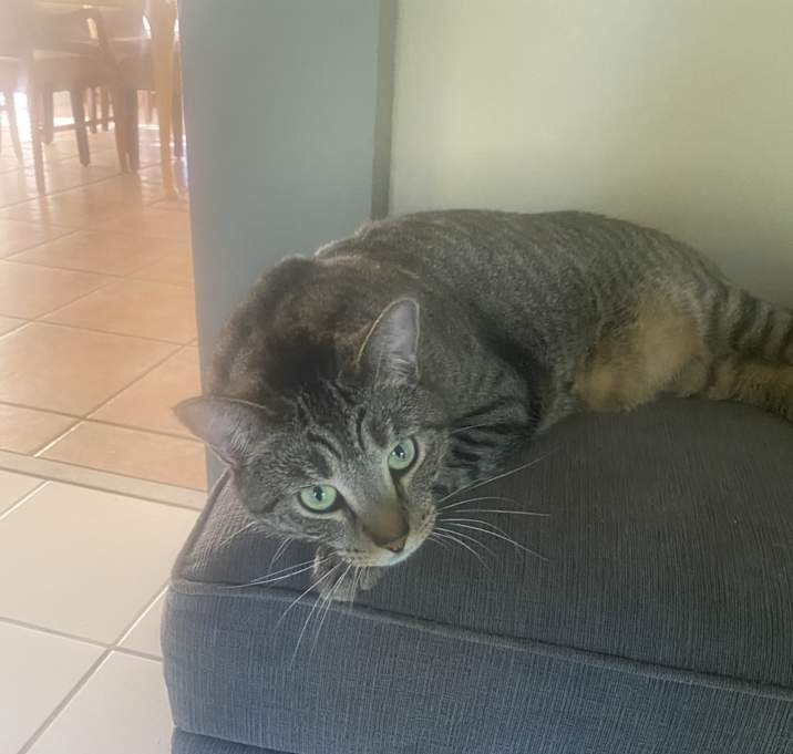 Photo of Tippy