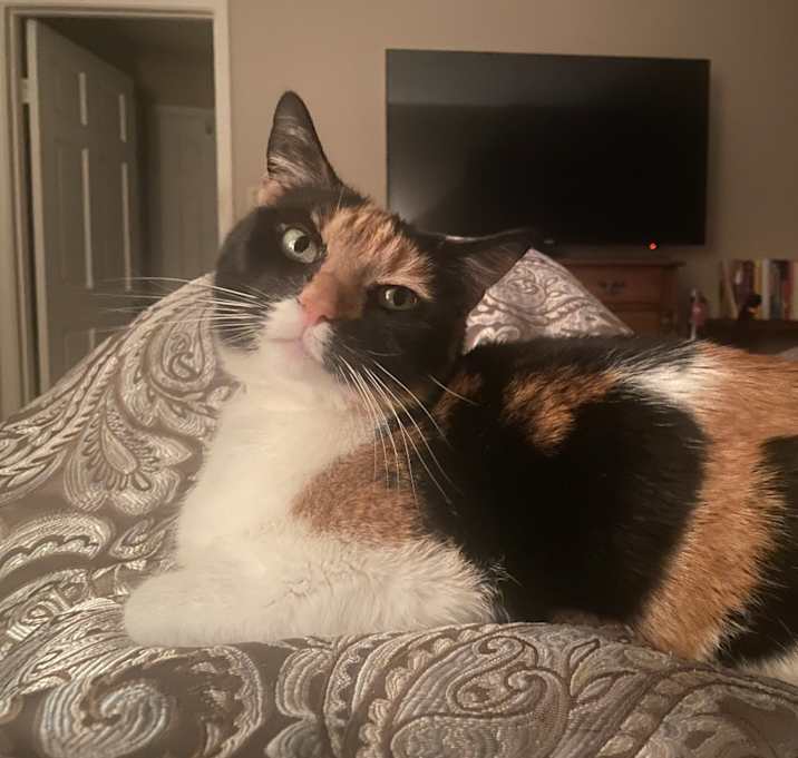 Photo of Penny