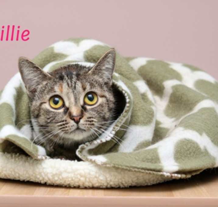 Photo of Millie