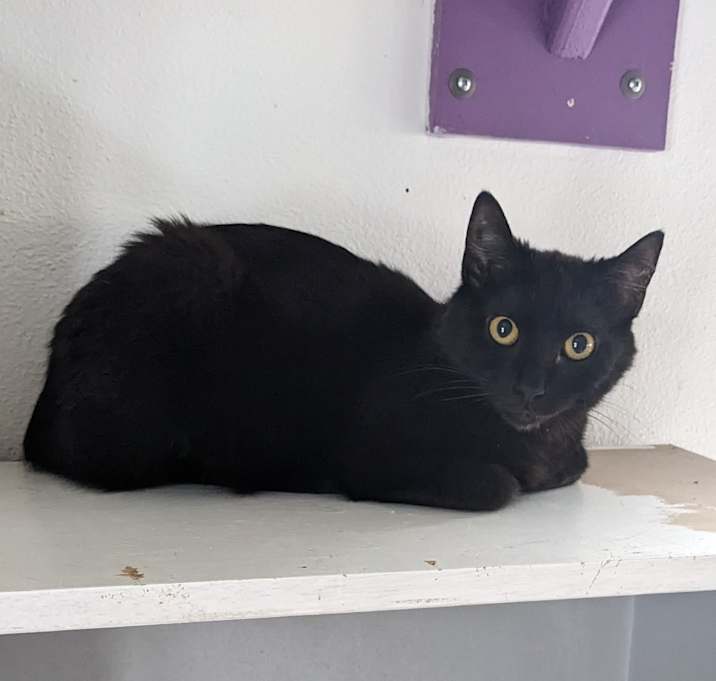 Photo of Comet