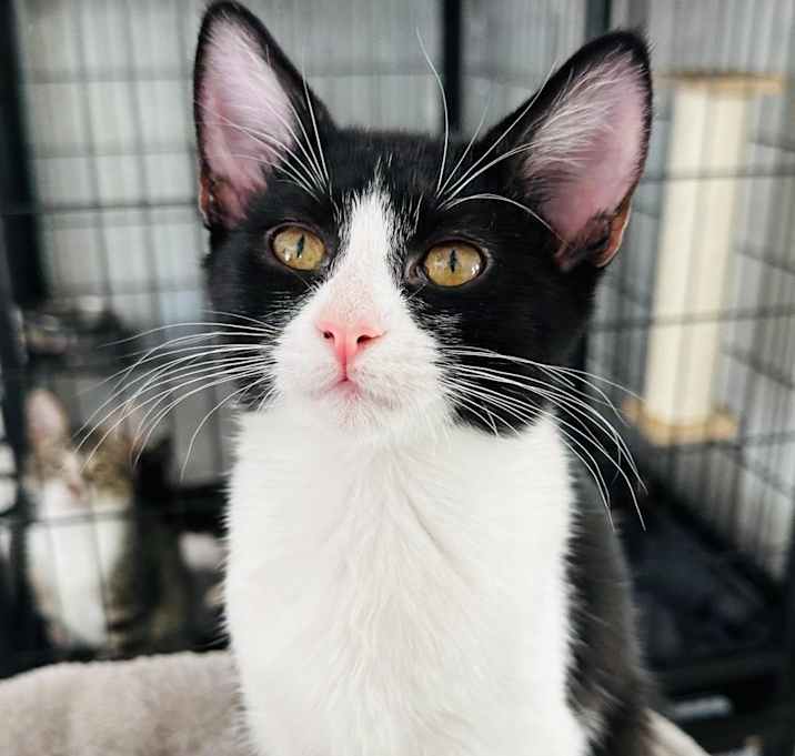 Photo of Peaches