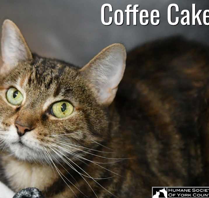 Photo of Coffee Cake