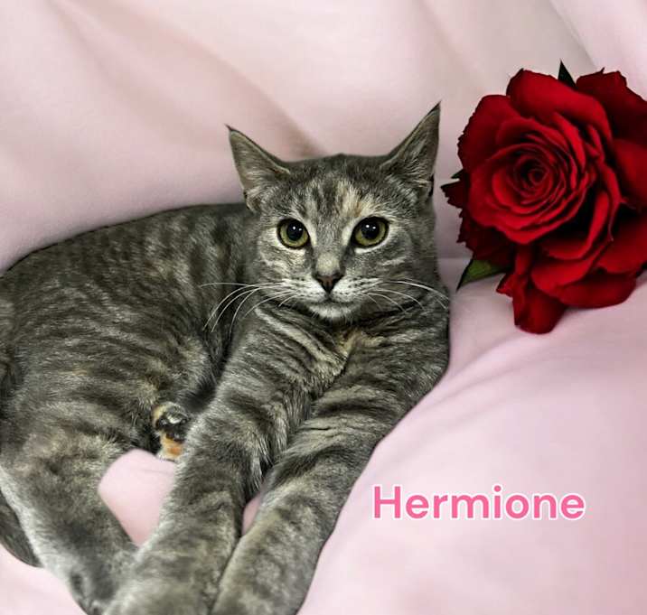 Photo of Hermione