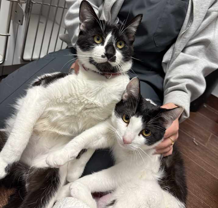 Photo of Heaven & Biscuit