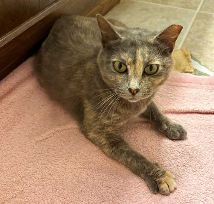 Photo of Pounce