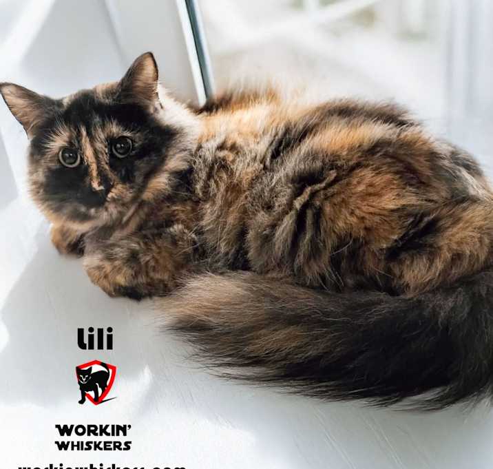 Photo of LILI