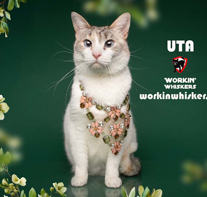 Photo of UTA