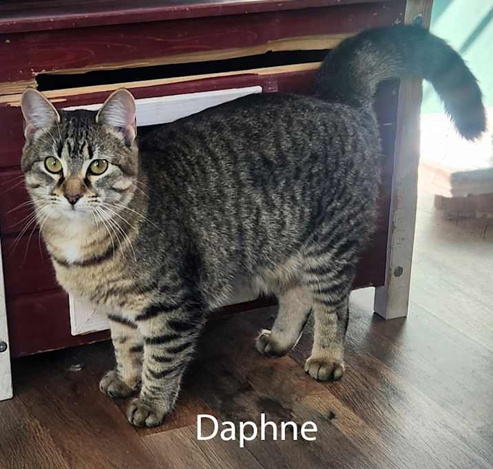 Photo of Daphne