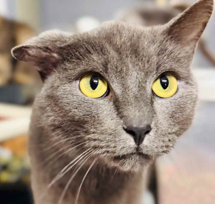 Photo of Ash