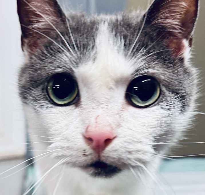 Photo of Bullet