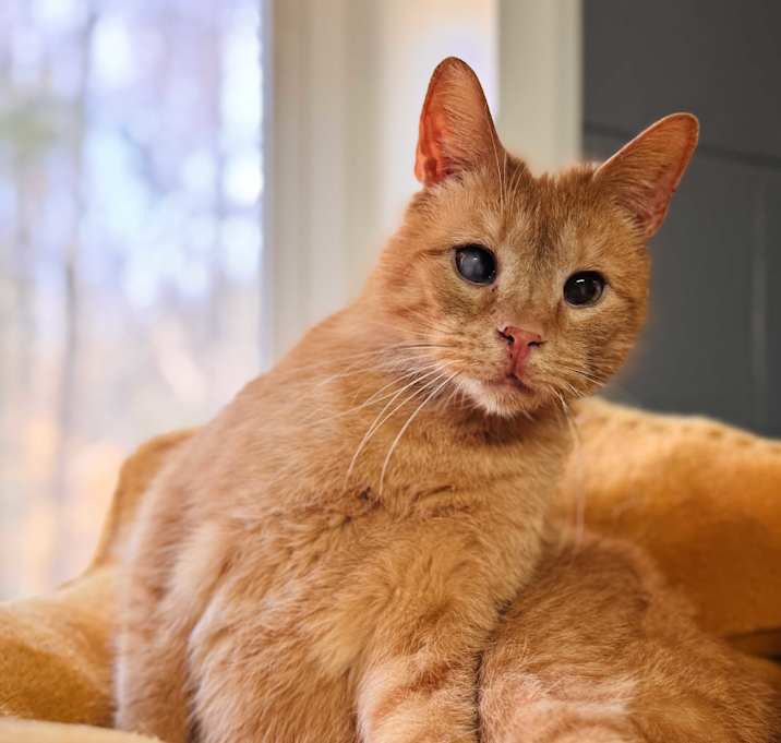 Photo of Mango
