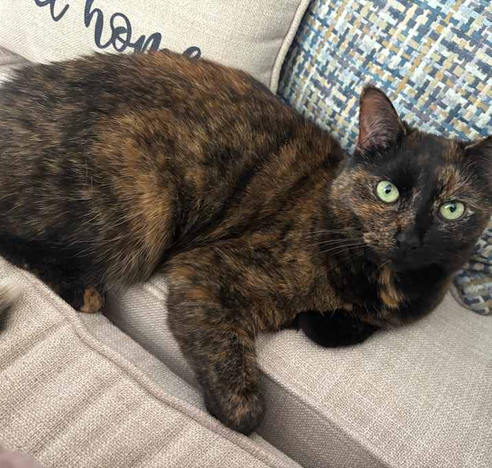 Photo of Snuggly Stormi