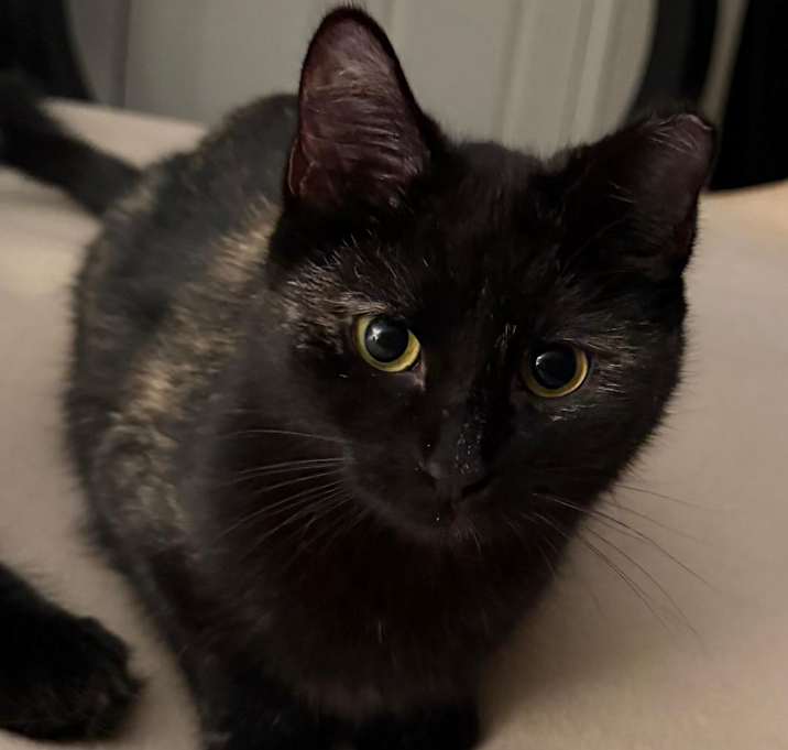 Photo of Waverly