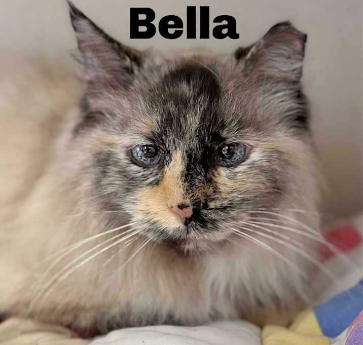 Photo of Bella 250117