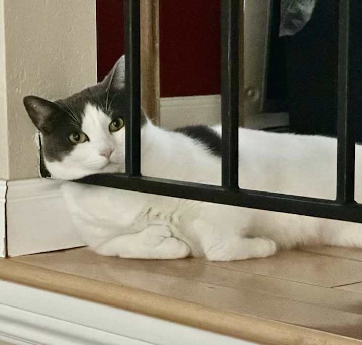 Photo of Sweet Pea