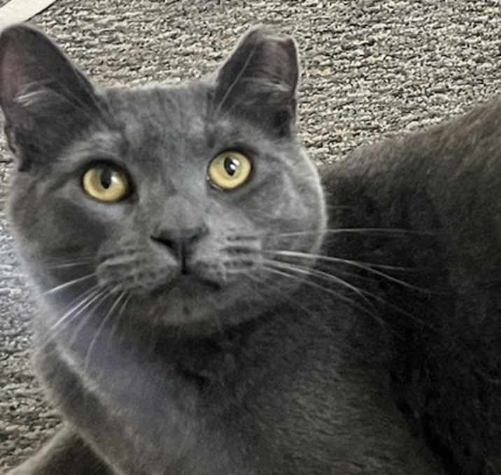 Photo of Mindy (bonded with Miles)