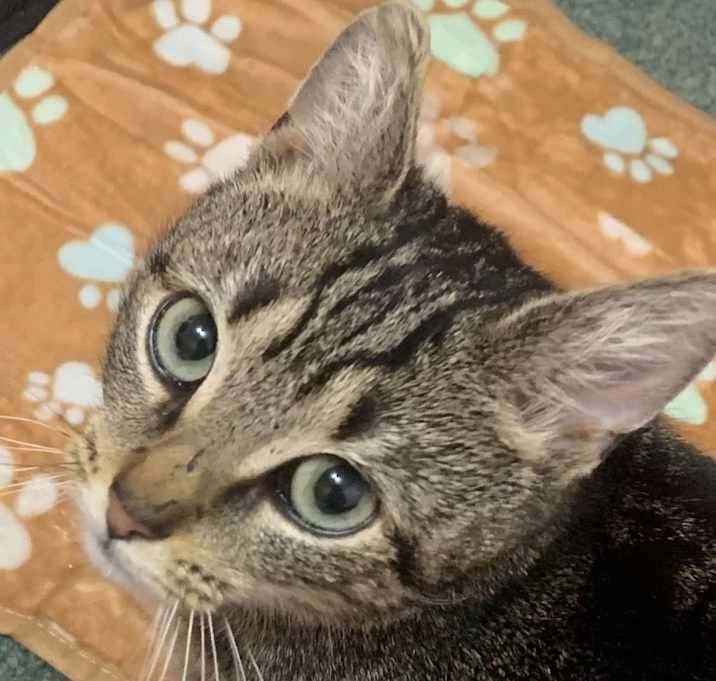 Photo of Fern